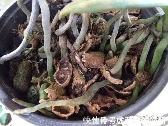 养花|老花匠：扔4种“东西”，就是扔钱，比花肥还好用，不花钱！