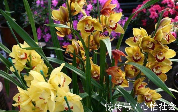 养花就养这几款，全年开花不停，花姿妖娆，繁花似锦，姿色艳丽