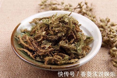 桑寄生|千年一味“伸筋草”!拉筋舒筋,去寒气湿气,福泽众生,深藏功名