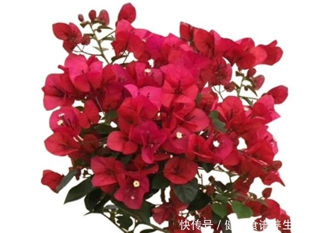 老妈养花从来不买肥，就只浇一种水，盆盆都很旺，年年狂冒花苞！