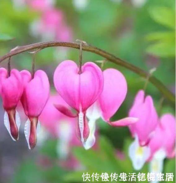 柠檬粉|阳台养这几朵花,花开不断,开花幽香暗淡,花型圆滚惹人爱