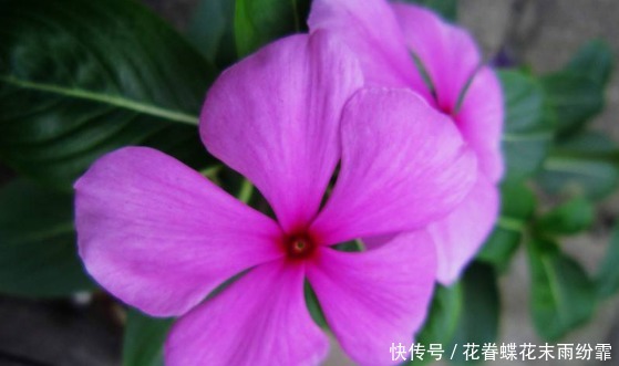 此款花卉便宜又好养,花姿妖艳,养一盆繁花似锦,花香清香怡人