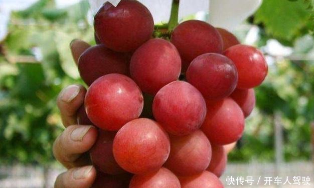 7万一串的葡萄,50万一颗的荔枝,土豪看了都说吃不起!