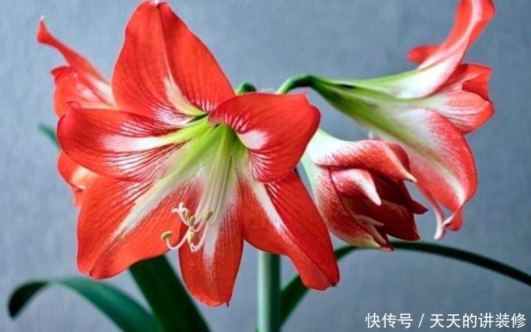 4种花谁见了都喜欢,婀娜多姿,花朵漂亮,美爆阳台