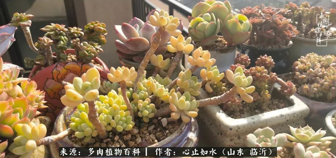 养多肉不只是说说而已,只要肯用心,它们绝对不会辜负你!