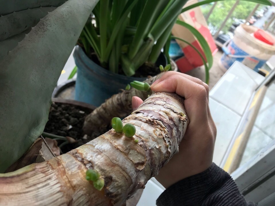 养护|养芦荟,掌握3个“方法”,几年就能养成“树”,主干胳膊粗