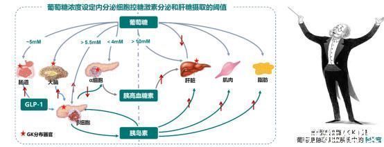 联合治疗|“修复”人体葡萄糖传感器：播种糖尿病治疗的新希望！