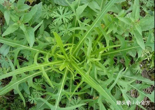 疮疖痈肿|苦菜,老一辈人闹饥荒靠它活命,中医清热解毒,降血压!