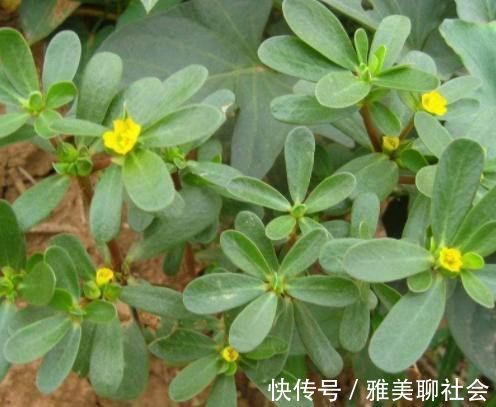 拔罐|湿气不除百病生?多吃4种“零嘴”,祛湿排毒,比“拔罐”效果好