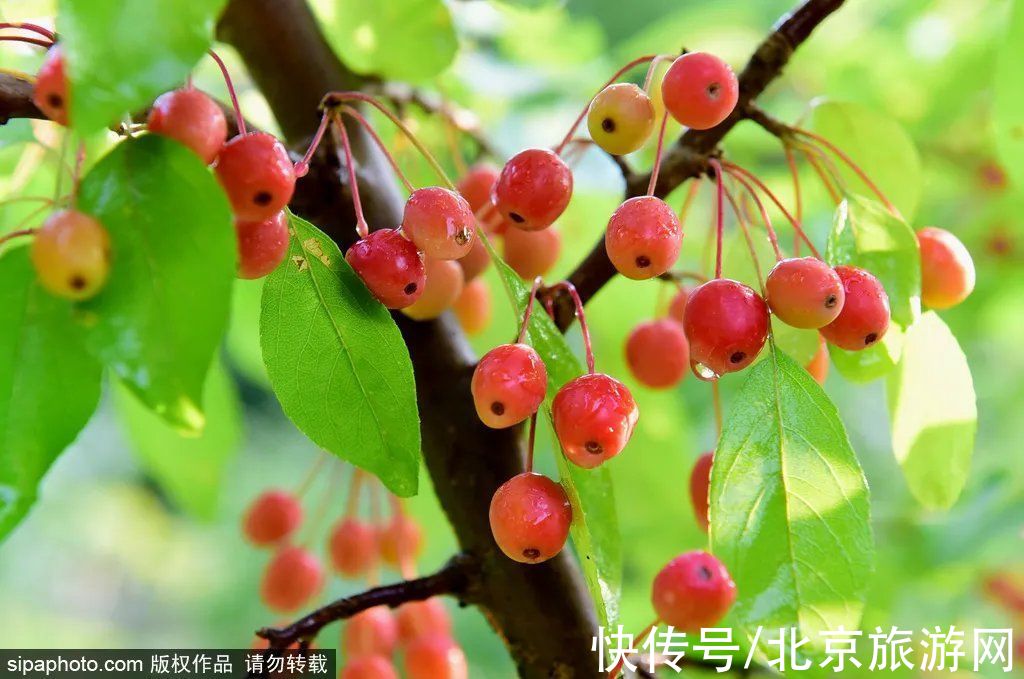 京西稻|秋游首站!北京“小镰仓”漫画电车站,车票仅3元!