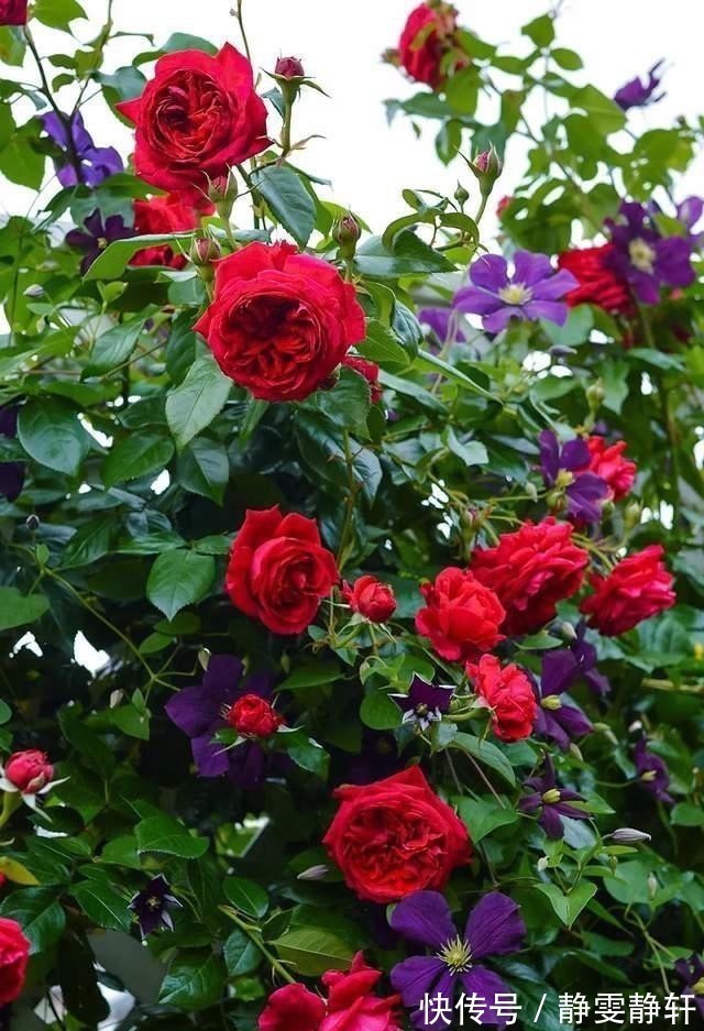 门道|花都是浇死的,给花浇水有门道,教你这三点,以后养花少走弯路!