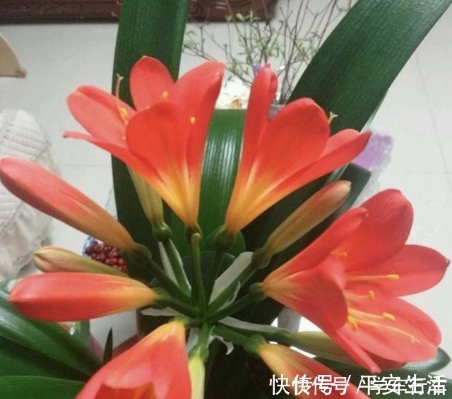 叶片|养君子兰，学会使用3种肥料，长得就像“大白菜”，天冷就开花！