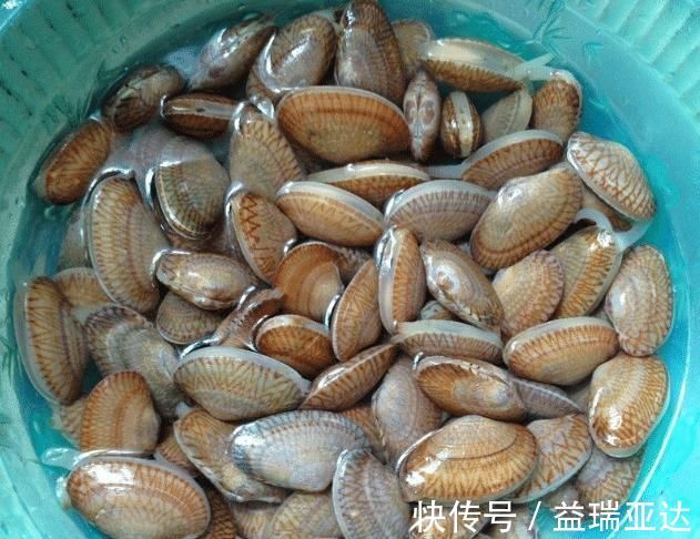 洗花甲|刚知道,洗花甲只放盐是错的,内行人:只需一招,花蛤吐沙拦不住