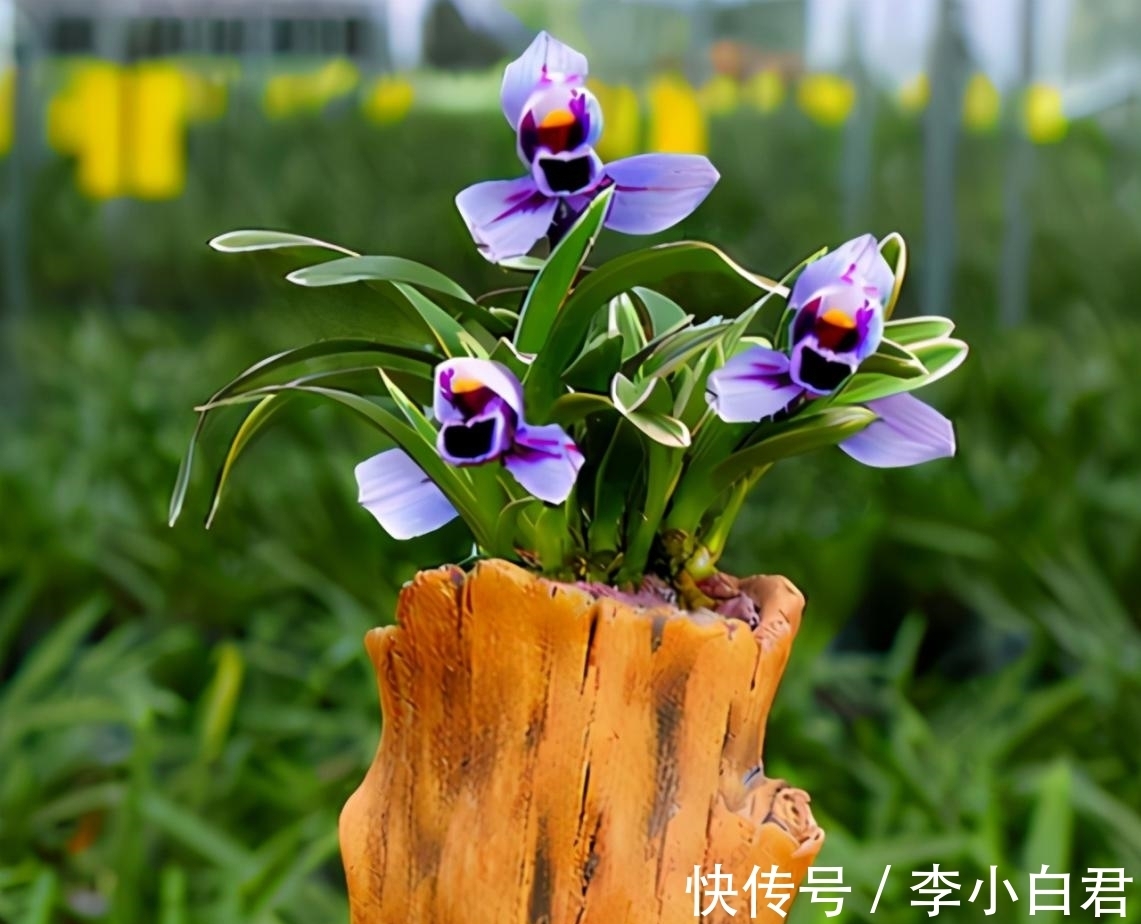 紫月荷兰花|此兰被誉为是“香花之王”,花色典雅,兰香清幽,新手也能养