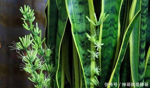 盆栽|公公用这种方法盆栽虎皮兰,年年都开花,而且也不用担心会烂根