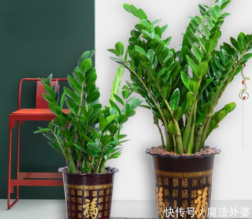 从前不懂:室内养花,选些有寓意的花卉才好