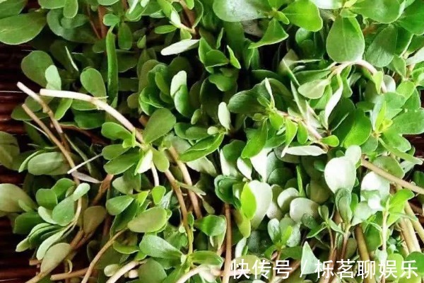 白发|马齿苋加一宝,煮水后洗头,能让白发变黑发,半月后还有大惊喜!