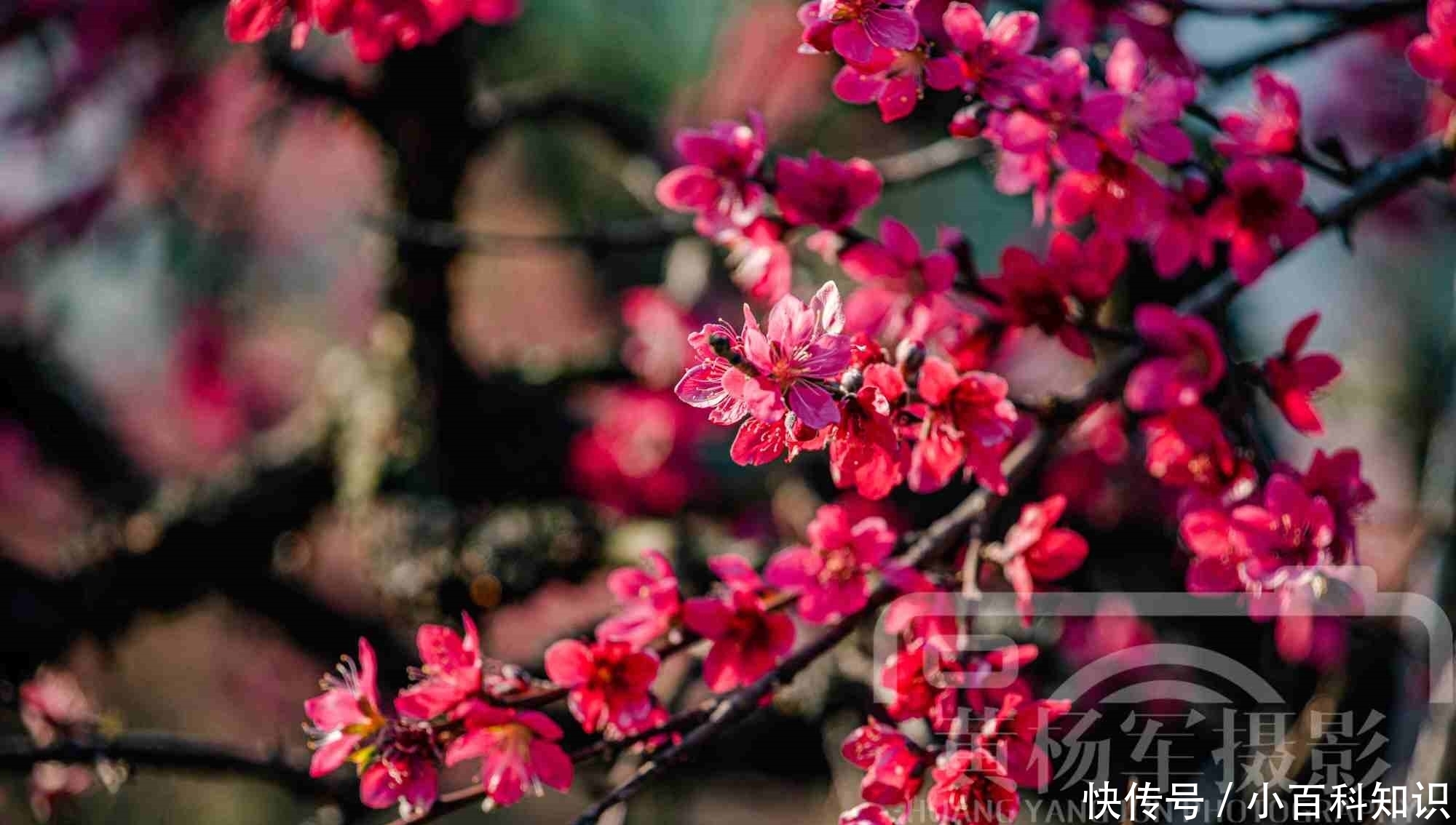 桃花娇美怒放的红艳，灿烂的花儿熟悉动人，浓郁陶醉的风景