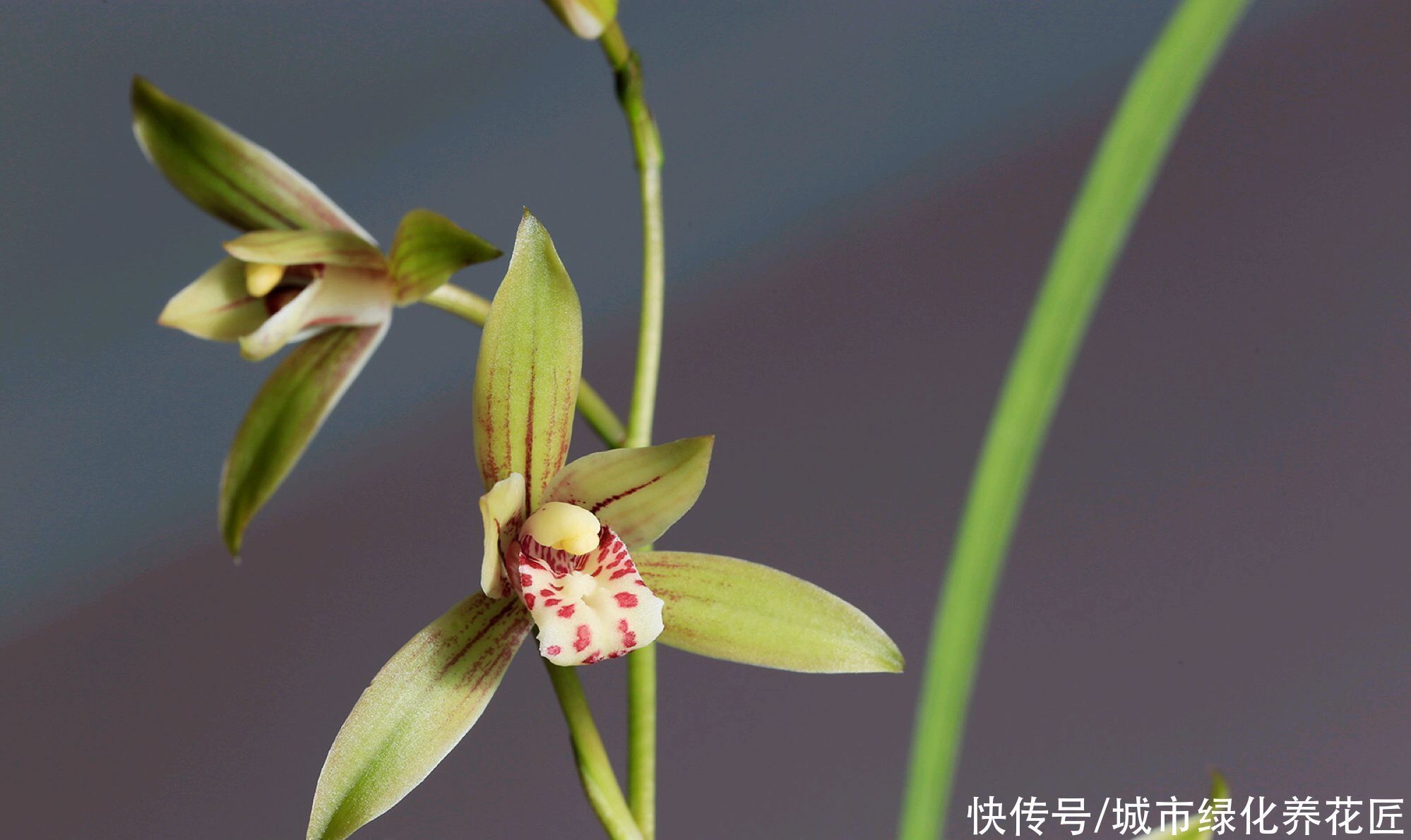 植料|浇水是门学问,有的人隔三差五勤浇水,兰花最后还是被干死