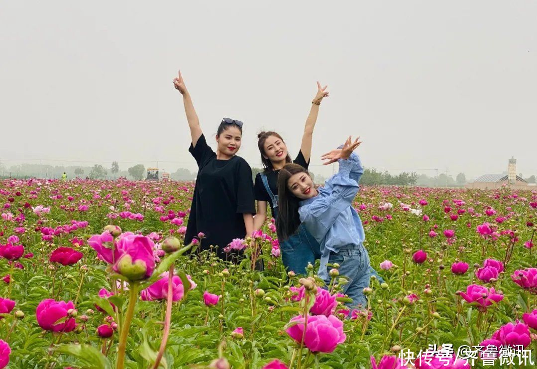 芍药|六月至，“花相”芍药笑迎宾