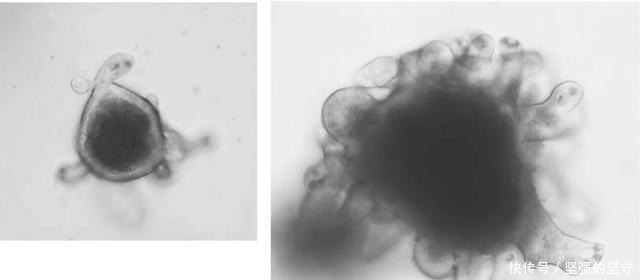 惊天突破!华盛顿大学证实NAMPT酶可使剩余寿命翻倍!