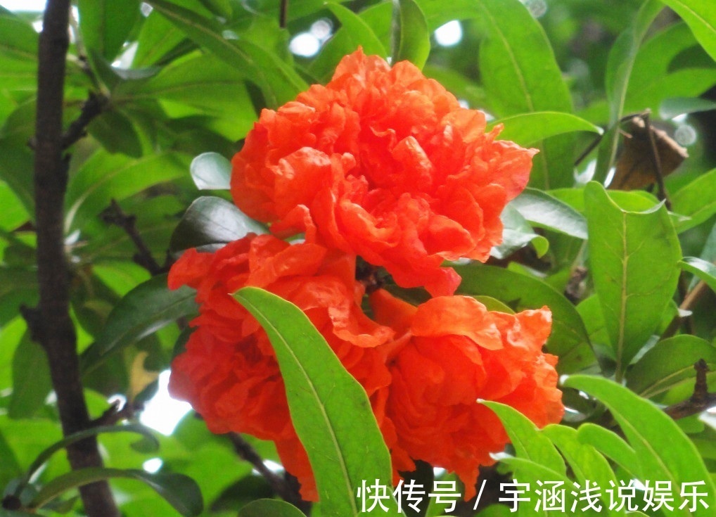 此花是一种成熟的美丽,寓意着多子多福,是很鲜艳的花