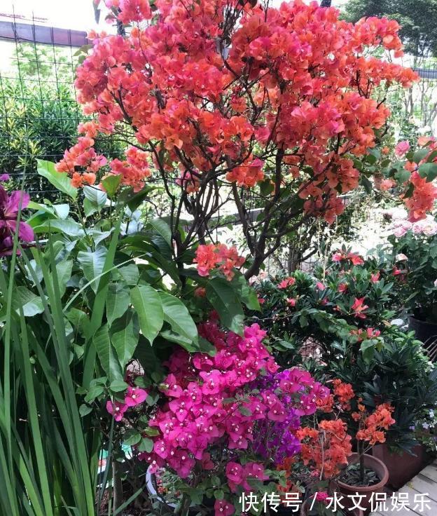 小黑屋|早秋,盆栽三角梅开花数量少了、个头小了怎么办抓牢4点足以