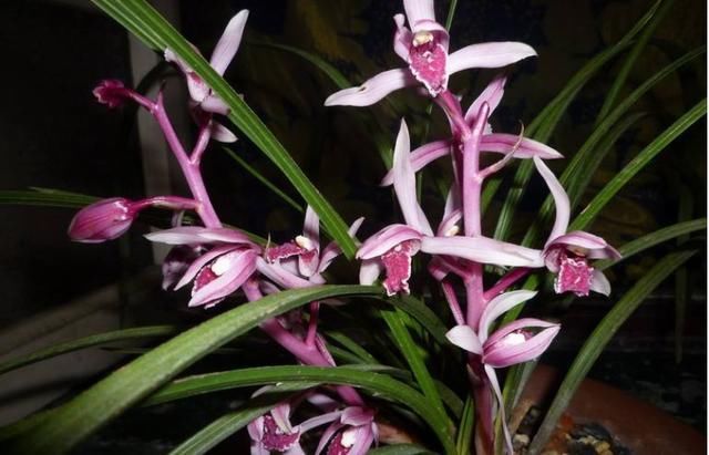 荷花|美过荷花,香过桂花,一年四季花开不断,连玫瑰都自愧不如