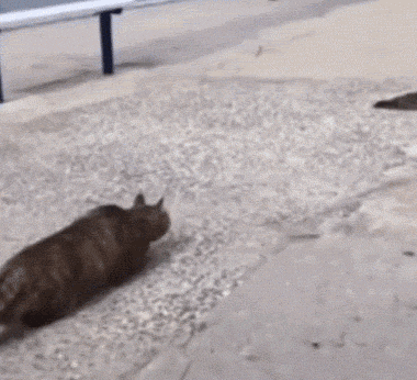 |搞笑笑话,动图:这是什么迷惑行为?