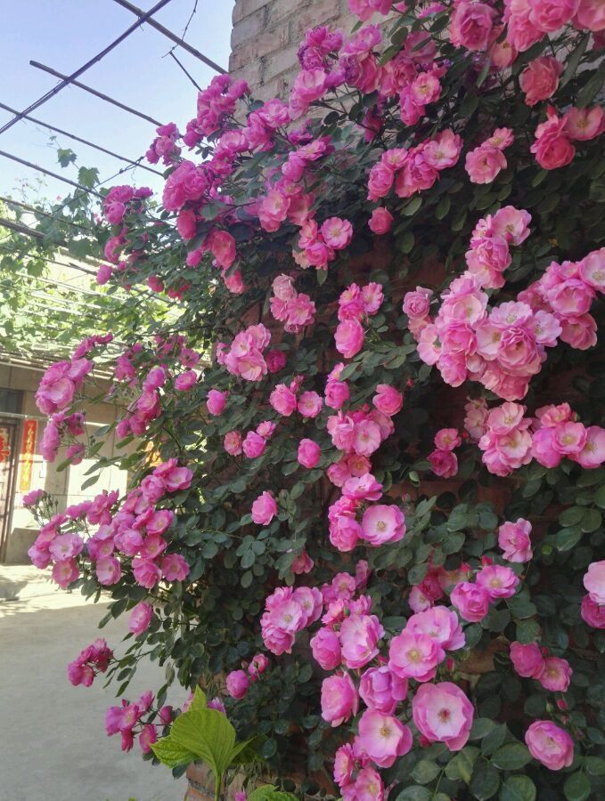 天使|花量超多,容易开成花海,四季开花不停,这种藤本花卉,值得拥有