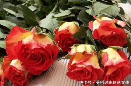 彩纸|新手养花,不如养盆花中精品“彩纸口红”,花开似唇彩,淡雅秀丽