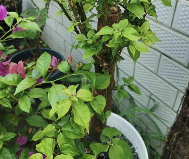 养殖''开花机器''三角梅，盆栽掌握3步操作，砰砰开花挡不住