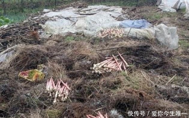 美味佳肴|农村草堆里长出一种植物,吃起来非常可口,你知晓不?