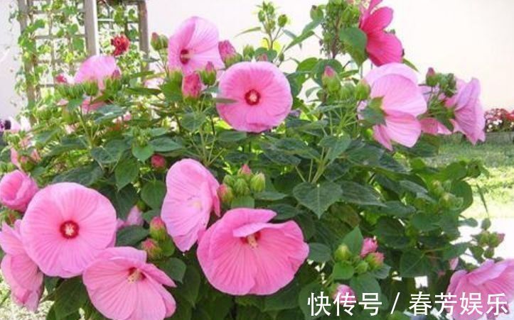 栽种|世上公认最美的4种花,开起花来“拦”不住,美不胜收,你养了吗