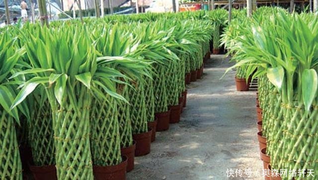 富贵竹|这4种“绿植”,穷就更要买,在客厅养一盆,慢慢“白手起家”!