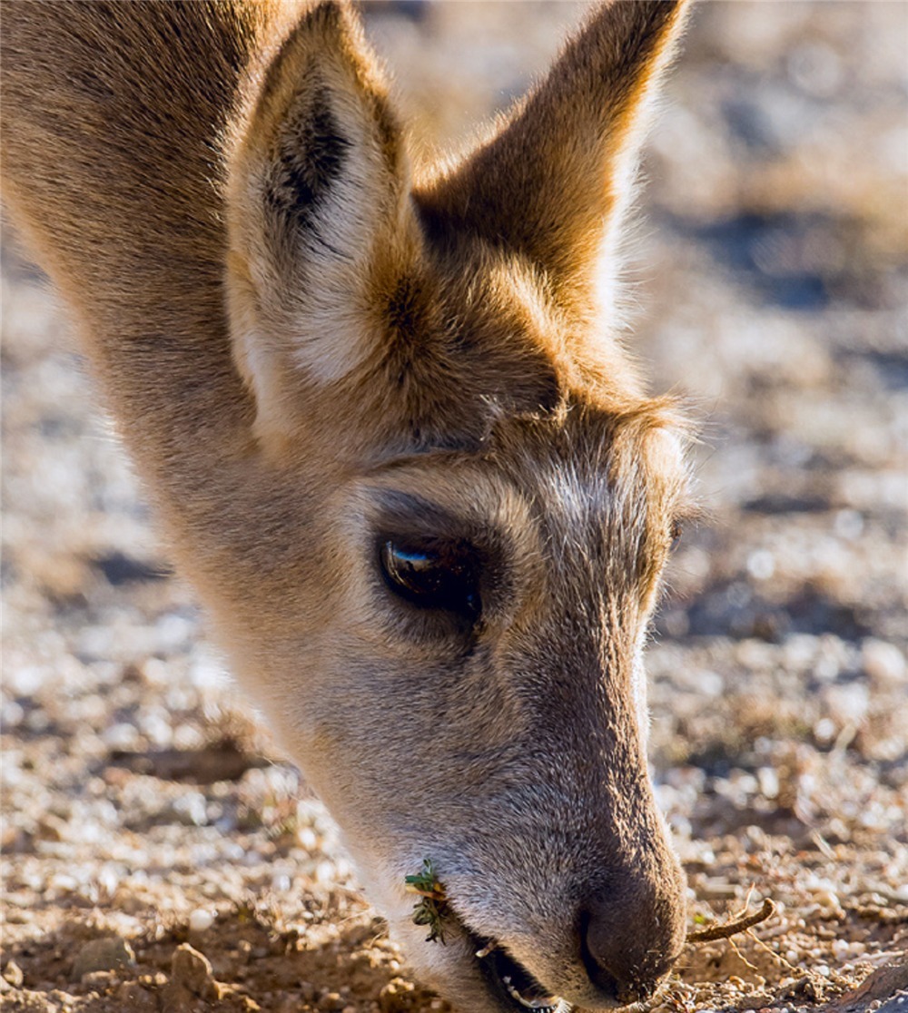 活动|可可西里一呆萌动物,母的一般单独生活,公的却喜欢成群结队活动