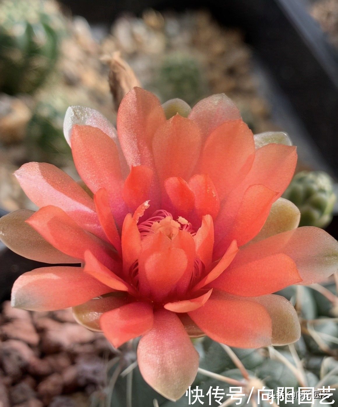 夏天|养仙人球，就养“绯花玉”，每年夏天都开花，一次能开十几朵