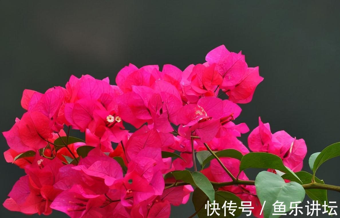 农历九月十八霜降后，养什么花？家里养3种花，幸福如意事事顺心