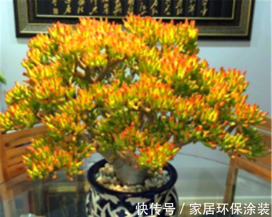 叶片|3种寓意招财进宝的多肉,颜值高好养护,2种能养成树