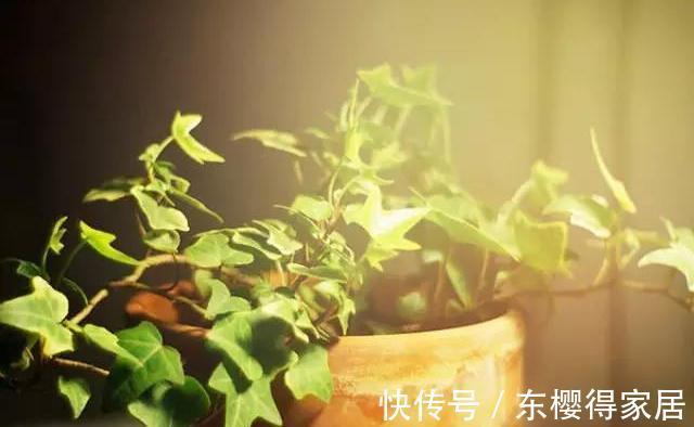 驱蚊草|家里的这些角落里,适合摆放哪些植物?建议收藏!