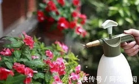 花期|家家都有的调味料,用来养花,杀菌消毒不长虫,花期延长好几倍!