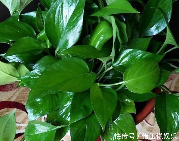 这才是“啤酒”浇花的正确方法，做对了，叶绿花多，越长越茂盛！