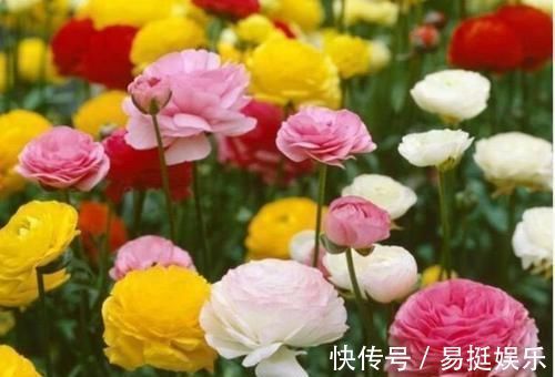 芹叶牡丹芹叶牡丹|4种福运花，自带福气好养活，谁见了都喜欢，婀娜多姿