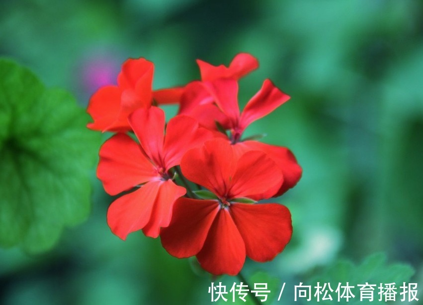 此花犹如一个妩媚的女子,让人如痴如醉,代表着幸福就在你我身边