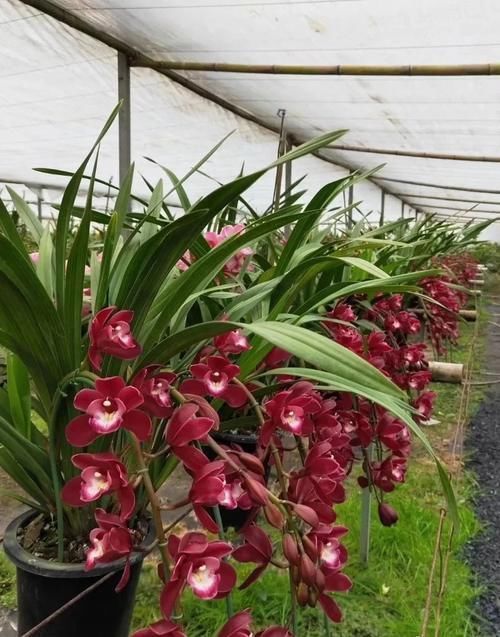 大花蕙兰养殖方法,秘诀不过4点,新手兰友可参考