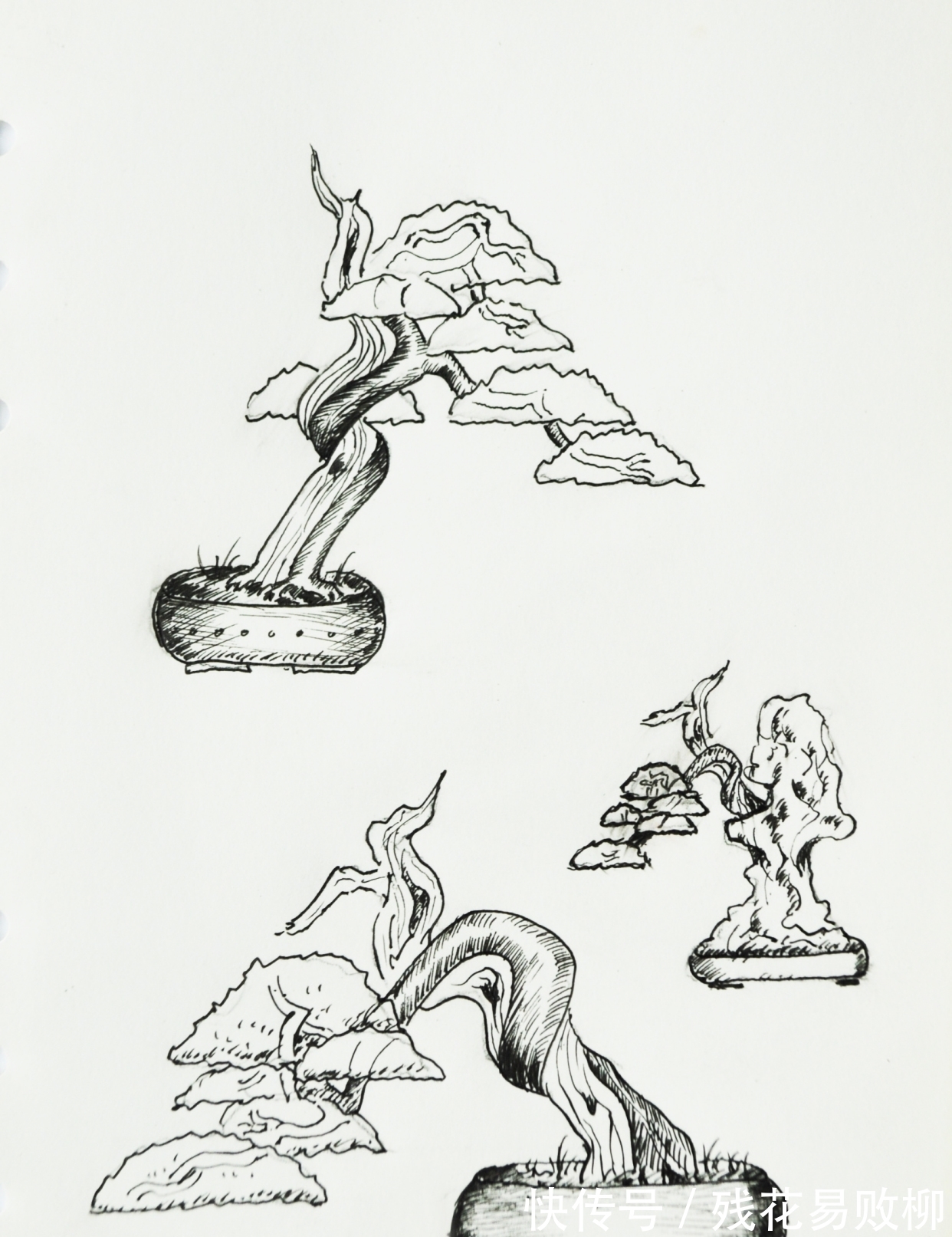 树型|要想盆景后期造型好,前期审桩很重要