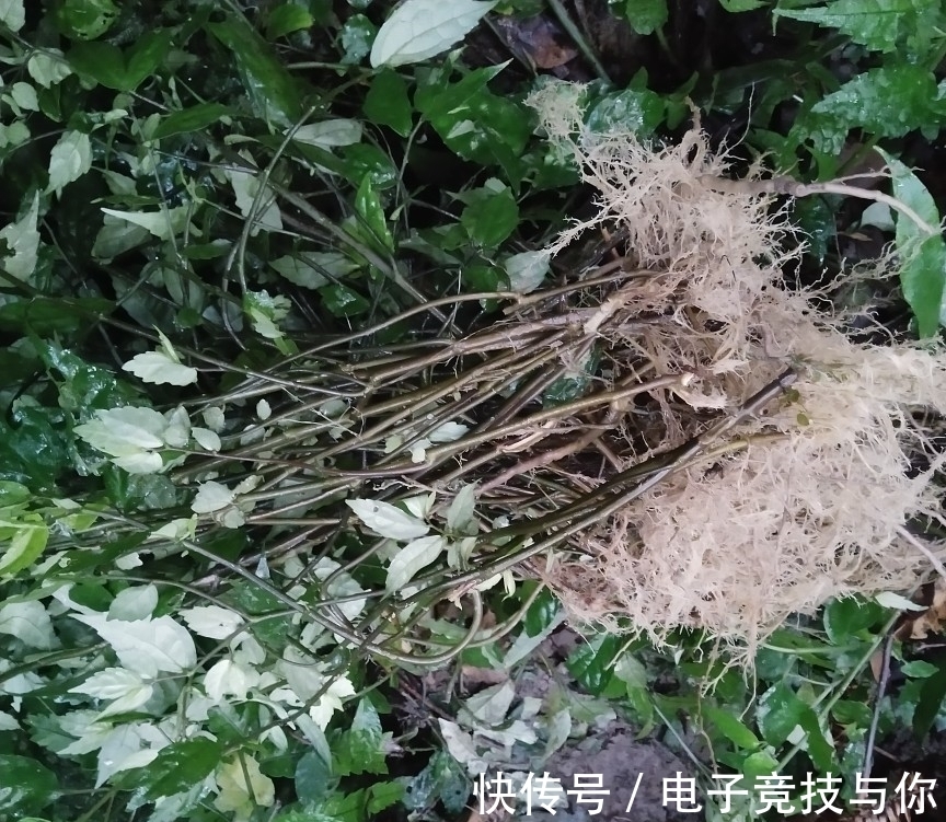 水沟|农村植物赤车又叫岩下青,乌梗子,有消肿止血的功效,看到请重视