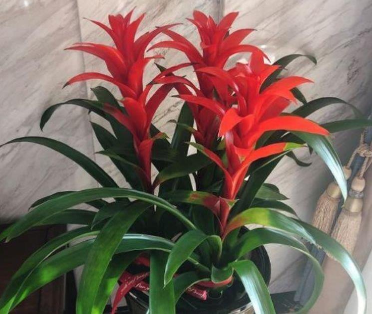 4种花适合养家里,夜里释放氧气,空气清新,助睡眠!