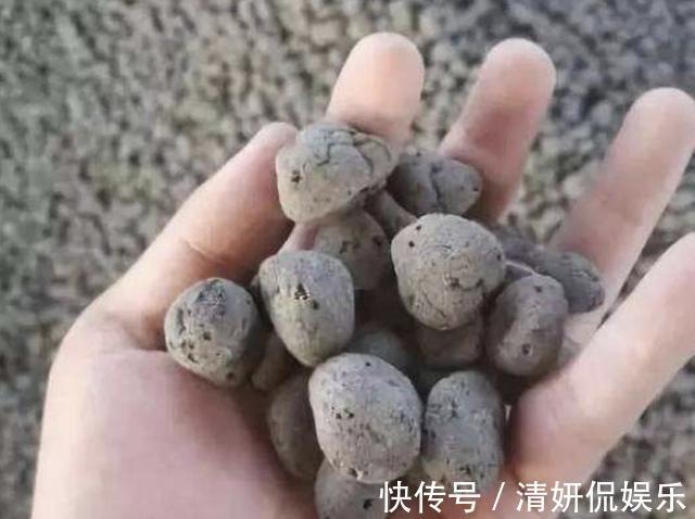 烂根|入秋后，给君子兰换盆，土壤里加“2种颗粒”，1年不烂根、不黄叶