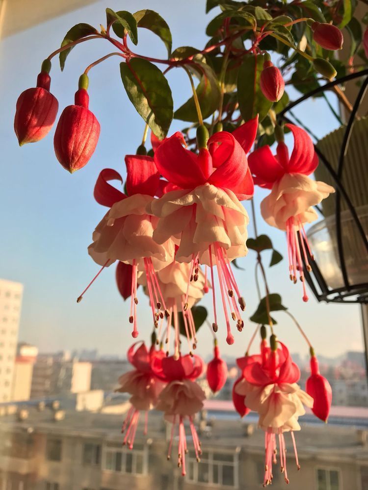 卧室就养几种花,改善睡眠质量,空气清新,好养又好看